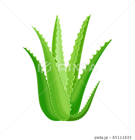 Aloe Vera Rosette Of Large Thick Fleshy のイラスト素材