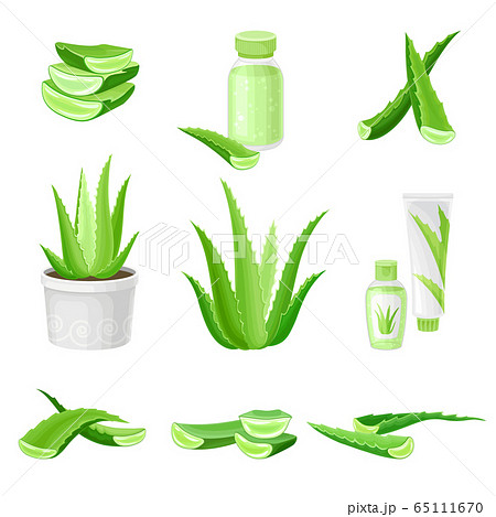 Aloe Vera As Ingredient For Cosmetic Products のイラスト素材