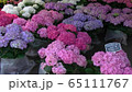 あじさい 65111767
