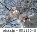 桜 65112048
