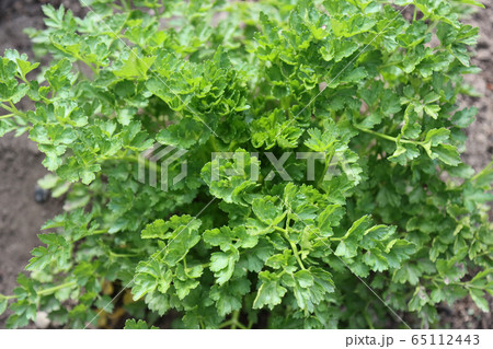 Cilantro branches with green leaves. 65112443