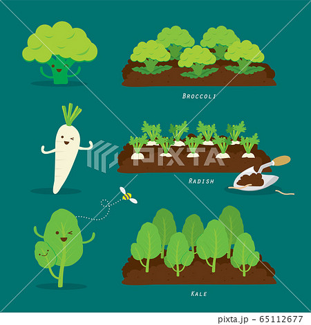 Set of Vegetable garden. Organic and healthy food Cartoon Vector illustration. 65112677