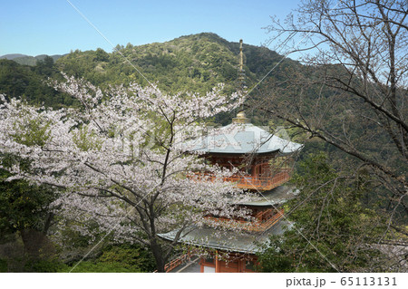 桜咲く　青岸渡寺三重の塔 65113131