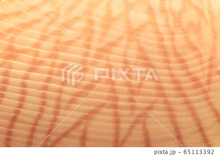 Close-up of beautiful patterns on the shells Close-up of beautiful patterns on the shells 65113392