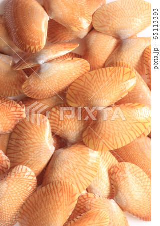 The shells of striped clams are beautifully The shells of striped clams are beautifully 65113393