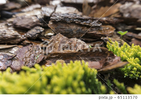 Tree bark for decoration and mulching in landscape design. Tree bark texture macro background close-up. 65113570