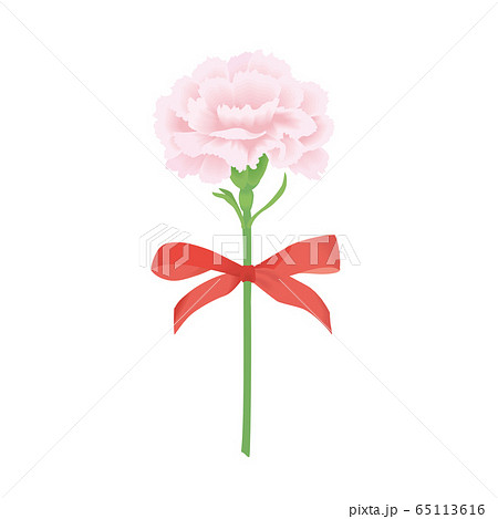ピンクのカーネーションのイラスト素材