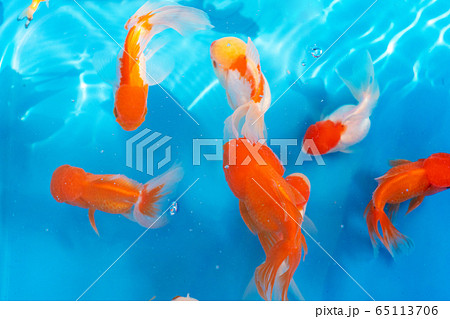 Colored tropical fish in a decorative pond. Orange 65113706