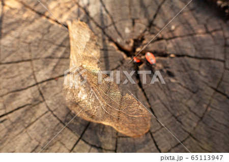 Dry skeletonized leaf on a stump close up 65113947