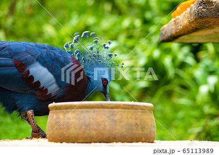 Unusual crowned dove in a green park eats from a Unusual crowned dove in a green park eats from a 65113989