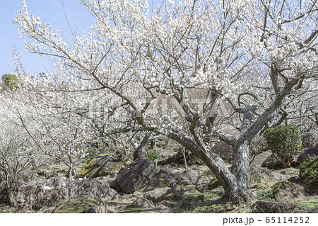 筑波山　梅林 65114252