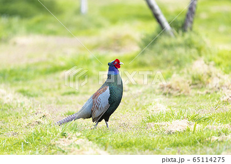 日本の国鳥 キジ 日本の国鳥 キジ 65114275