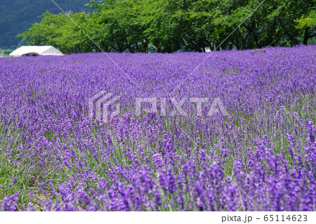 ラベンダーの花 ラベンダーの花 65114623