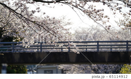 桜の道 桜の道 65114912