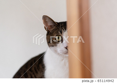 チラッ チラッ 65114942