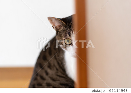 チラッ 65114943
