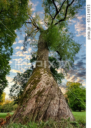 View of large tree and branches from below on sunset in a park. Big trunk from low angle. View of large tree and branches from below on sunset in a park. Big trunk from low angle. 65114955