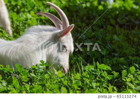 食べるヤギの写真素材