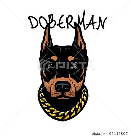 Doberman S Head With A Chain On His Neck のイラスト素材