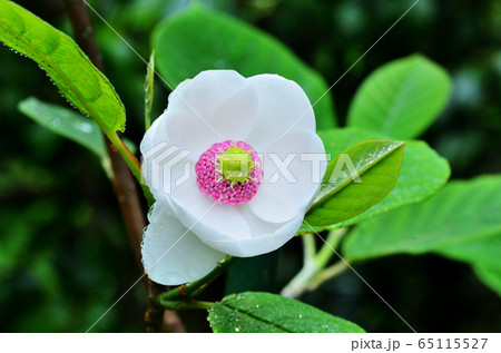 大山蓮華 65115527