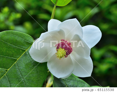 大山蓮華 大山蓮華 65115530