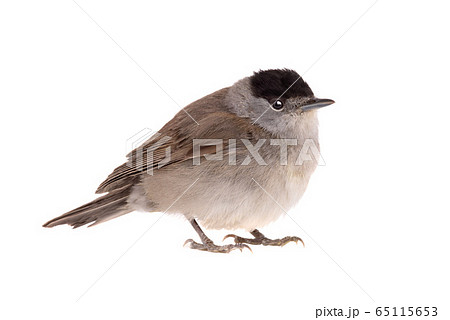 blackcap (Sylvia atricapilla) isolated on a white blackcap (Sylvia atricapilla) isolated on a white 65115653