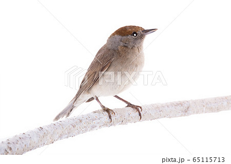 female (Sylvia atricapilla) Eurasian Blackcap 65115713