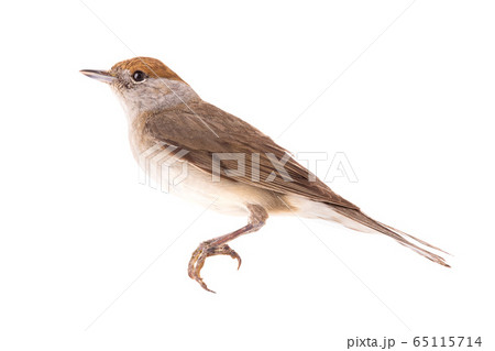 female (Sylvia atricapilla) Eurasian Blackcap female (Sylvia atricapilla) Eurasian Blackcap 65115714