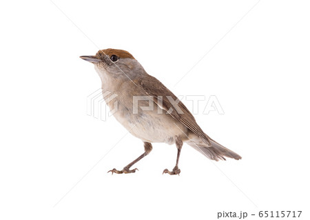 female (Sylvia atricapilla) Eurasian Blackcap 65115717