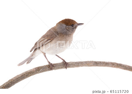 female (Sylvia atricapilla) Eurasian Blackcap female (Sylvia atricapilla) Eurasian Blackcap 65115720