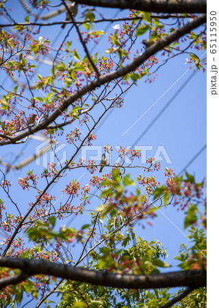桜　野鳥　とまる 65115950