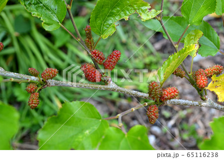 春の「クワの木」赤く色ずき始めたクワの実 65116238