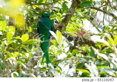 ケツァール 65119267