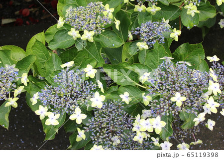 ・・~ 額紫陽花 ~・・ ・・oosimaryokuka・・ ・ ・ ・・~ 額紫陽花 ~・・ ・・oosimaryokuka・・ ・ ・ 65119398