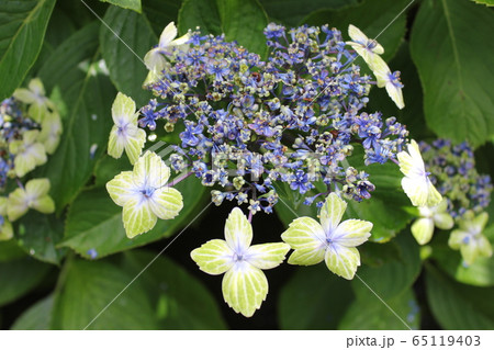 ・・～ 額紫陽花 ～・・　　・・oosimaryokuka・・ ・ ・ 65119403