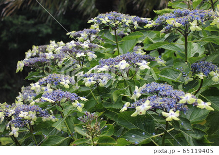 ・・~ 額紫陽花 ~・・ ・・oosimaryokuka・・ ・ ・ ・・~ 額紫陽花 ~・・ ・・oosimaryokuka・・ ・ ・ 65119405