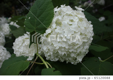 白紫陽花 Annabelle の写真素材 6510