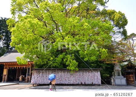 寒川神社前庭の大木 寒川神社前庭の大木 65120267