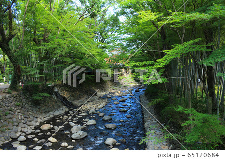 夏の修善寺川 65120684