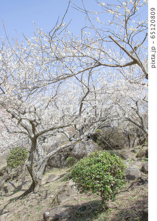 筑波山 梅林 筑波山 梅林 65120809