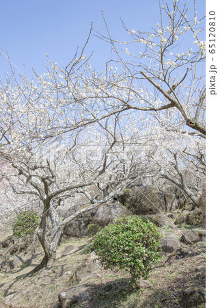 筑波山　梅林 65120810