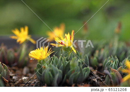 サンジソウ　テルナミ 65121208