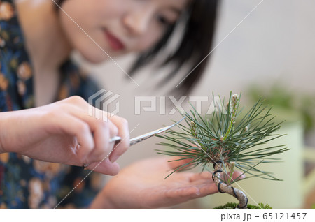 盆栽女子イメージ 盆栽女子イメージ 65121457