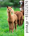 Young Alpaca in a herd, a South American mammal 65121576