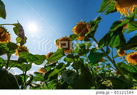 A sunny day in the sunflower field 65121584