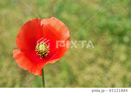 オレンジ色のナガミヒナゲシの花の写真素材
