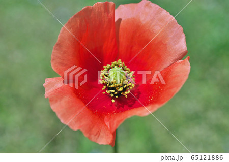 オレンジ色のナガミヒナゲシの花 オレンジ色のナガミヒナゲシの花 65121886