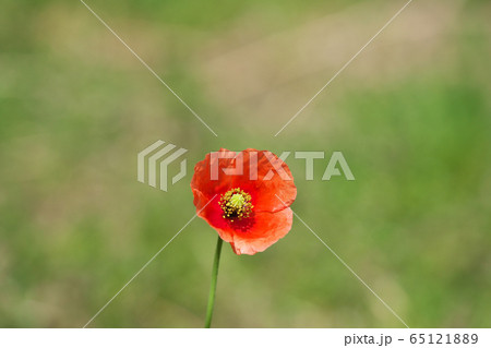 オレンジ色のナガミヒナゲシの花の写真素材