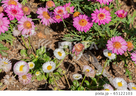 野生の花 花 山 65122103