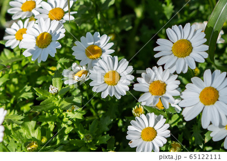 野生の花 花 白の写真素材